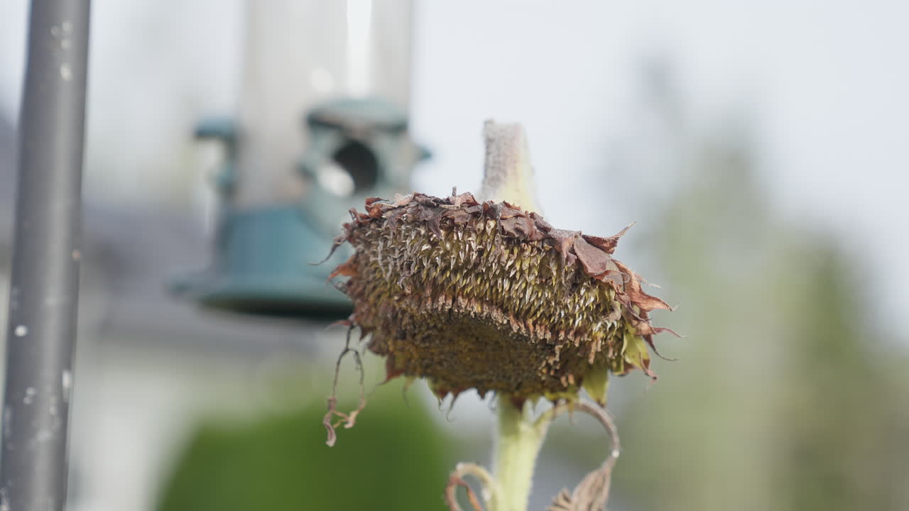 A detailed close-up of a dried sunflower head showcasing its seeds against a soft, blurred background.