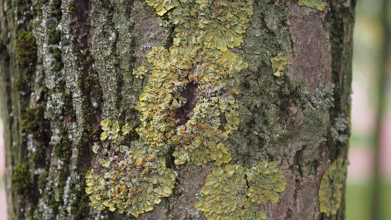 Close-up of Lichen and Moss on Tree Trunk