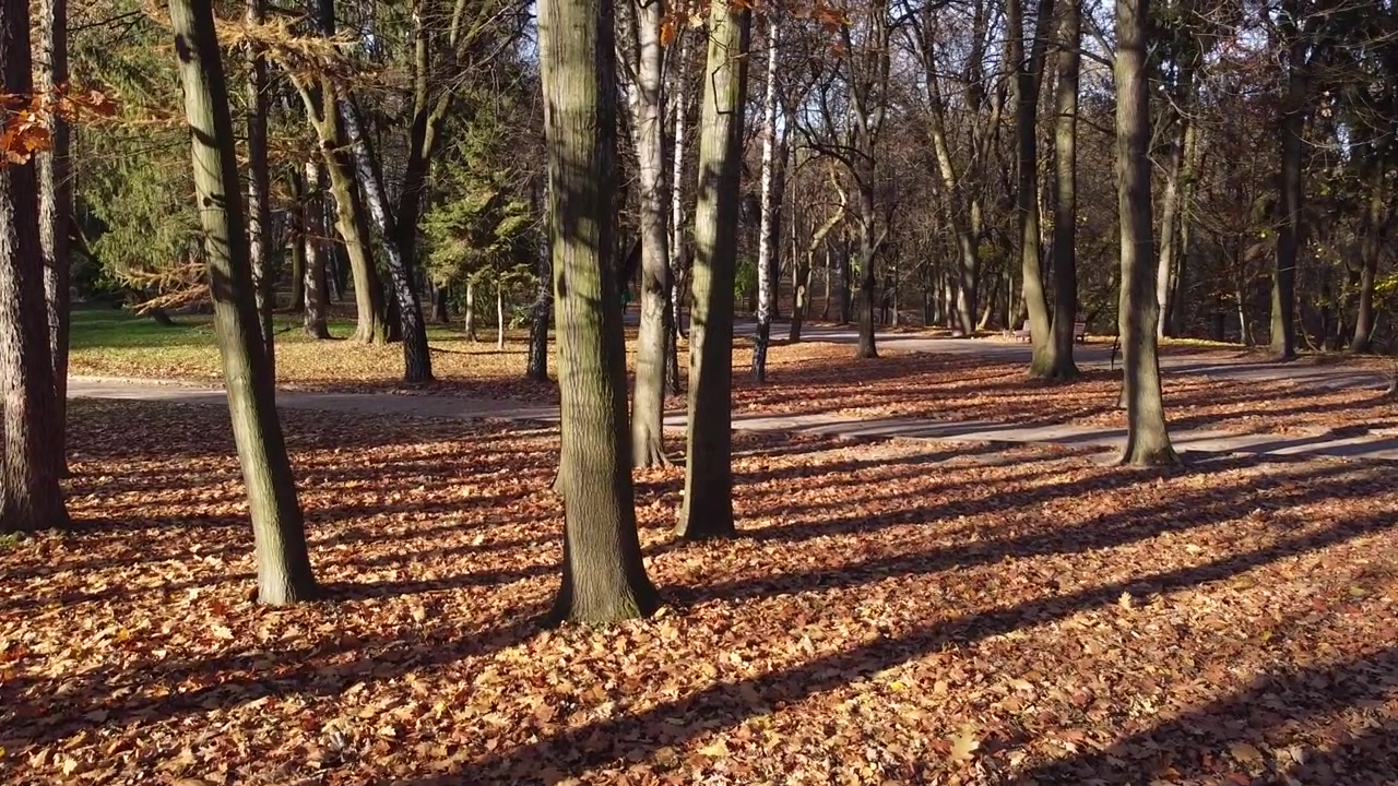 Autumn fallen leaves in the park.