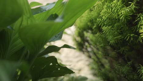 Close Up Slider Shot Of A Outdoor Garden Plant With Green Leaves And A Coniferous Hedge.