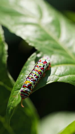 colorful caterpillar on a leaf