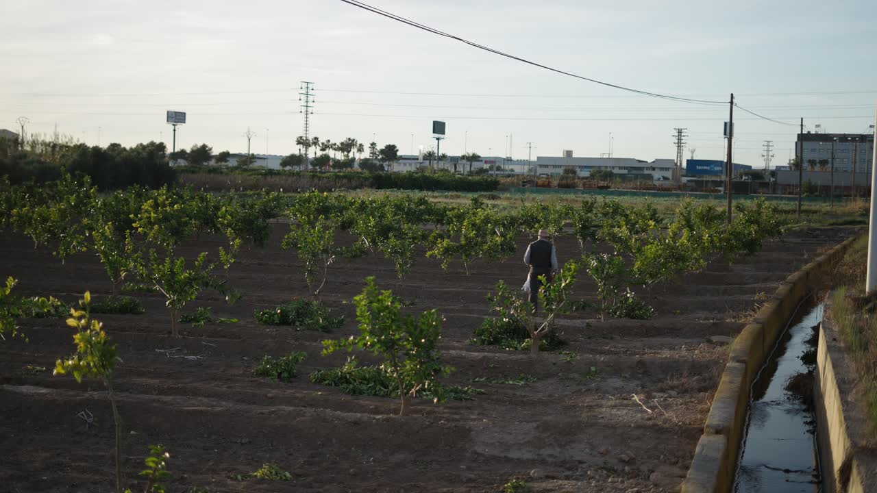 Citrus Orchard with Worker