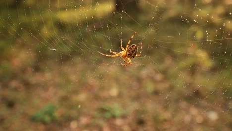 spider on cobweb close-up waiting for the future victim