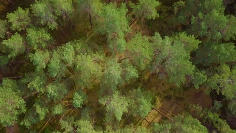 wild pine forest with green moss and heather under the trees, slow aerial birdseye shot moving over the tree tops, sunny autumn day, wide angle drone shot moving forward