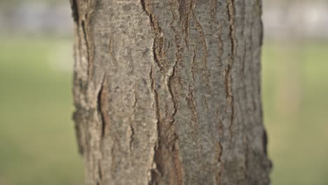 close-up brown old tree bark