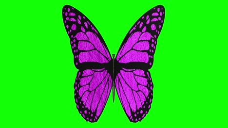 3d illustration - videos. colored butterfly with open wings