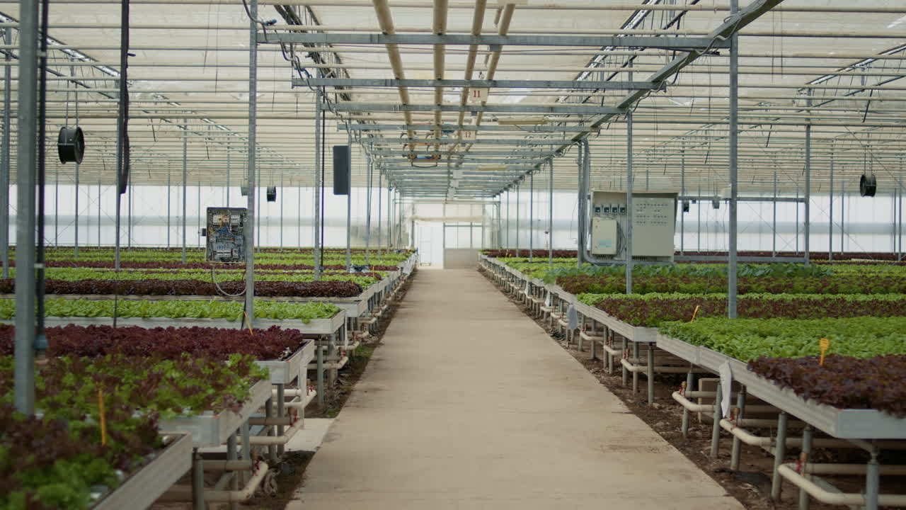 Greenhouse with Rows of Lettuce