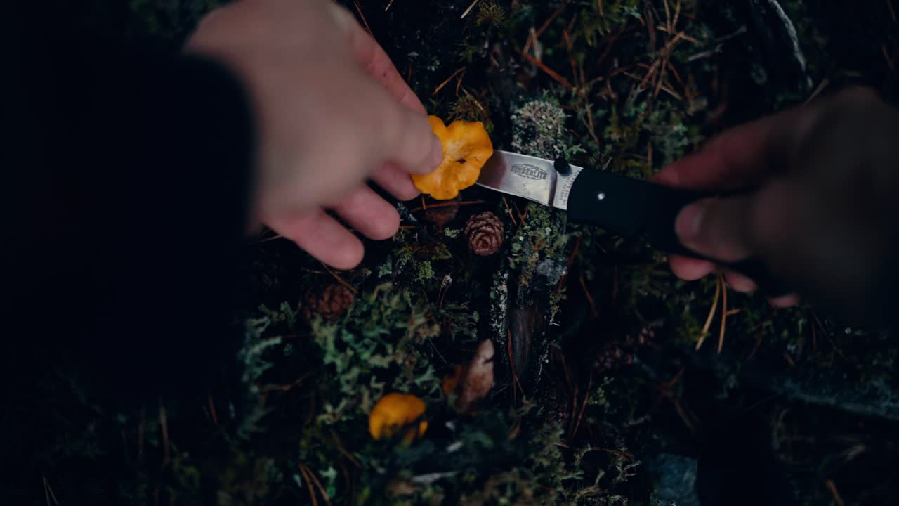 la recolección de hongos chantarelle en indre fosen, noruega - de cerca