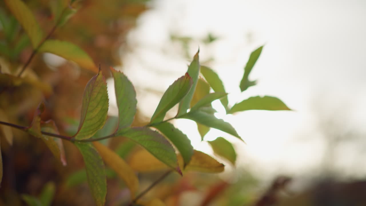primer plano de hojas verdes vibrantes que se balancean con fuerza en el viento fuerte, con el follaje dorado de otoño en el fondo, la luz solar se filtra a través, destacando el movimiento natural y la transición estacional