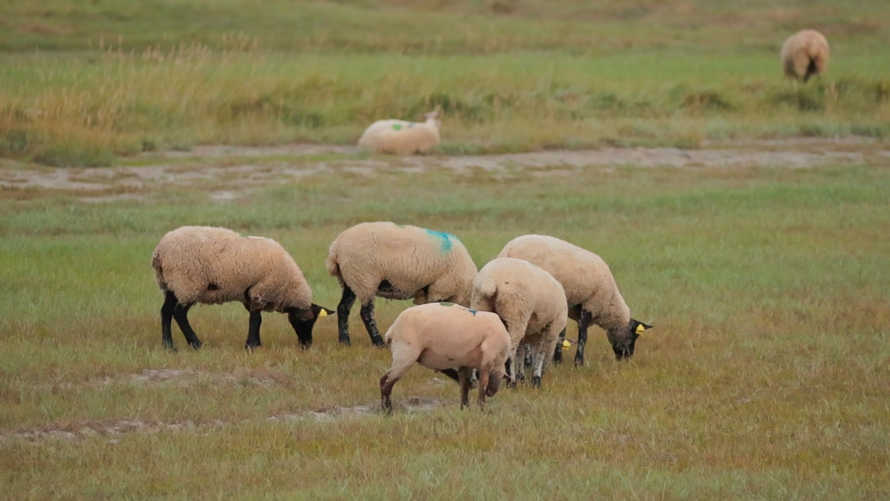 Flock of sheep grazing on green pasture in rural countryside.