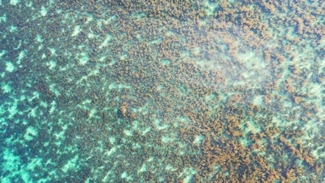 colorful sea texture with brown coral reefs growing on white sand of lagoon bottom with clear calm water, philippines