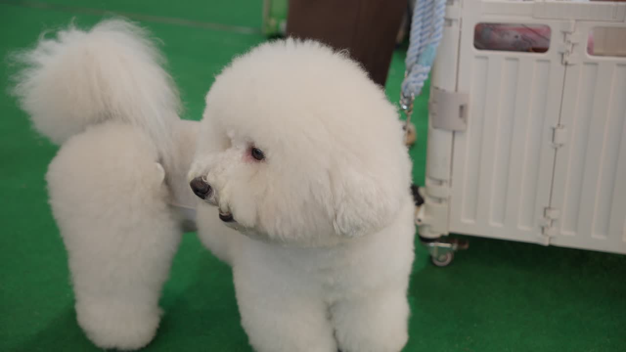 색 상자 근처의 초록색 바닥에 은 색 푸들 (poodle) 이 으로 바라보고 있습니다.