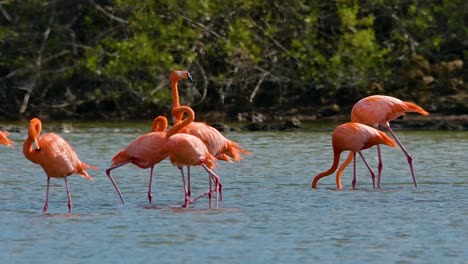 Einziger-Flamingo-Geht-In-Entgegengesetzter-Richtung-Zum-Rest-Des-Rudels-Und-Kreuzt-Beim-Fressen-Und-Gehen-Den-Weg