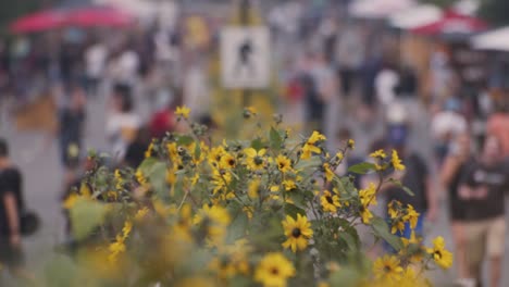 Busy-pedestrian-zone-flowers-in-downtown-Banff