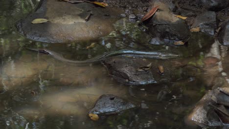 Süßwasseraal-Ruht-Auf-Felsen-In-Sümpfen-Im-Daintree-Regenwald-In-Nord-Queensland,-Australien