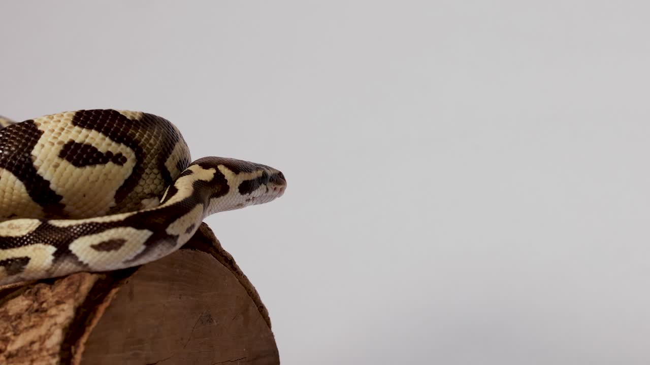 Patterned ball python moves cautiously over wooden log in clean studio lighting, tongue flicking