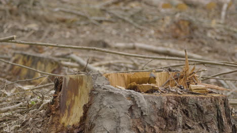 Close-up-of-chipped-cut-tree-trunk,-empty-forest-from-logging-operation-behind