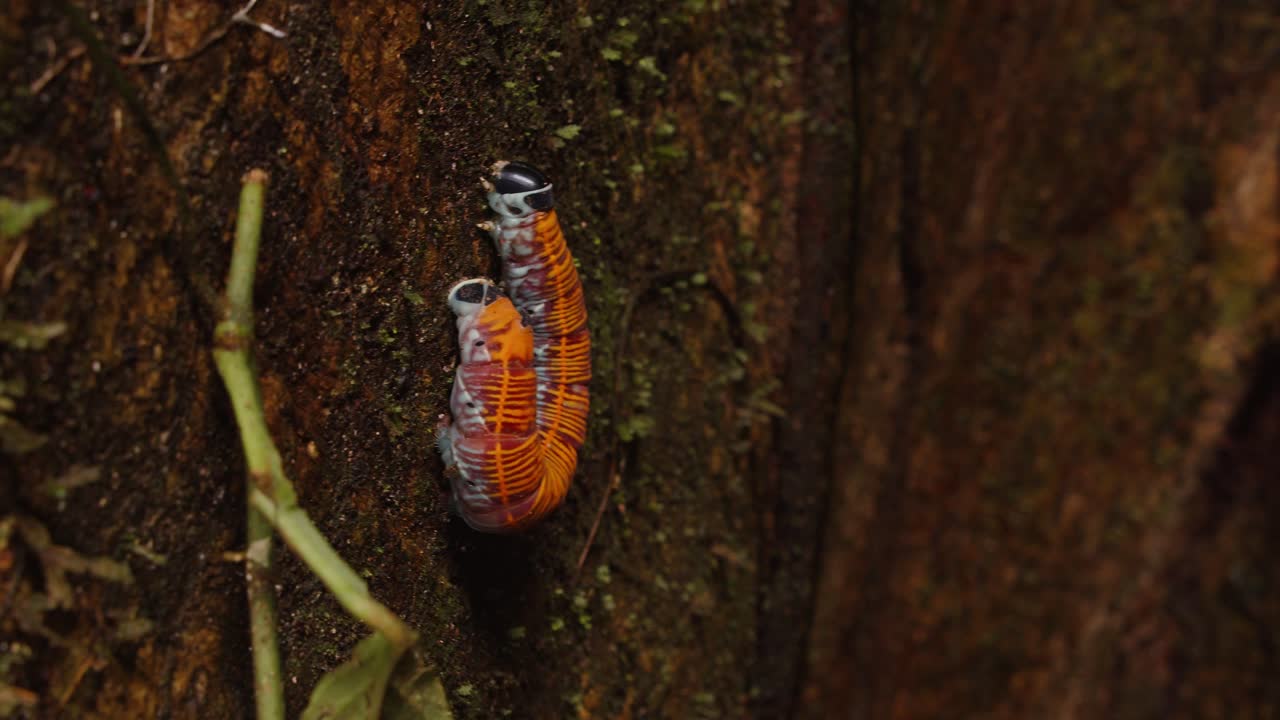 una oruga de la familia de los esfingidae está acurrucada en un tronco de árbol