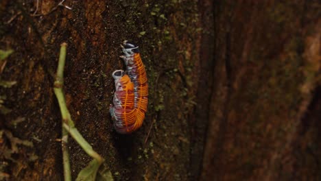 Eine-Raupe-Aus-Der-Familie-Der-Sphingidae-Liegt-Zusammengerollt-Auf-Einem-Baumstamm