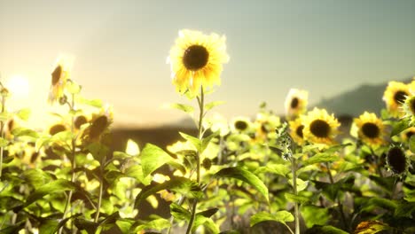 sunflower field on a warm summer evening