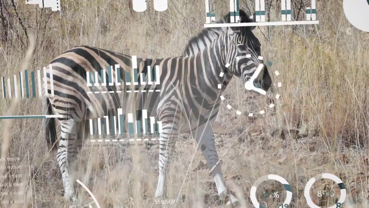 Sobreposição aparecendo aciona uma zebra andando para a direita, com gráficos crescendo pela lateral para mostrar dados de movimento.