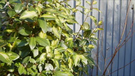 Euonymus-Busch-Im-Britischen-Wintergarten,-Von-Links-Nach-Rechts-Schwenken