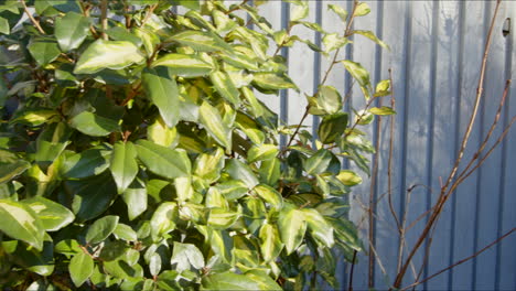 arbusto euonymus en el jardín de invierno del reino unido, panorámica de izquierda a derecha