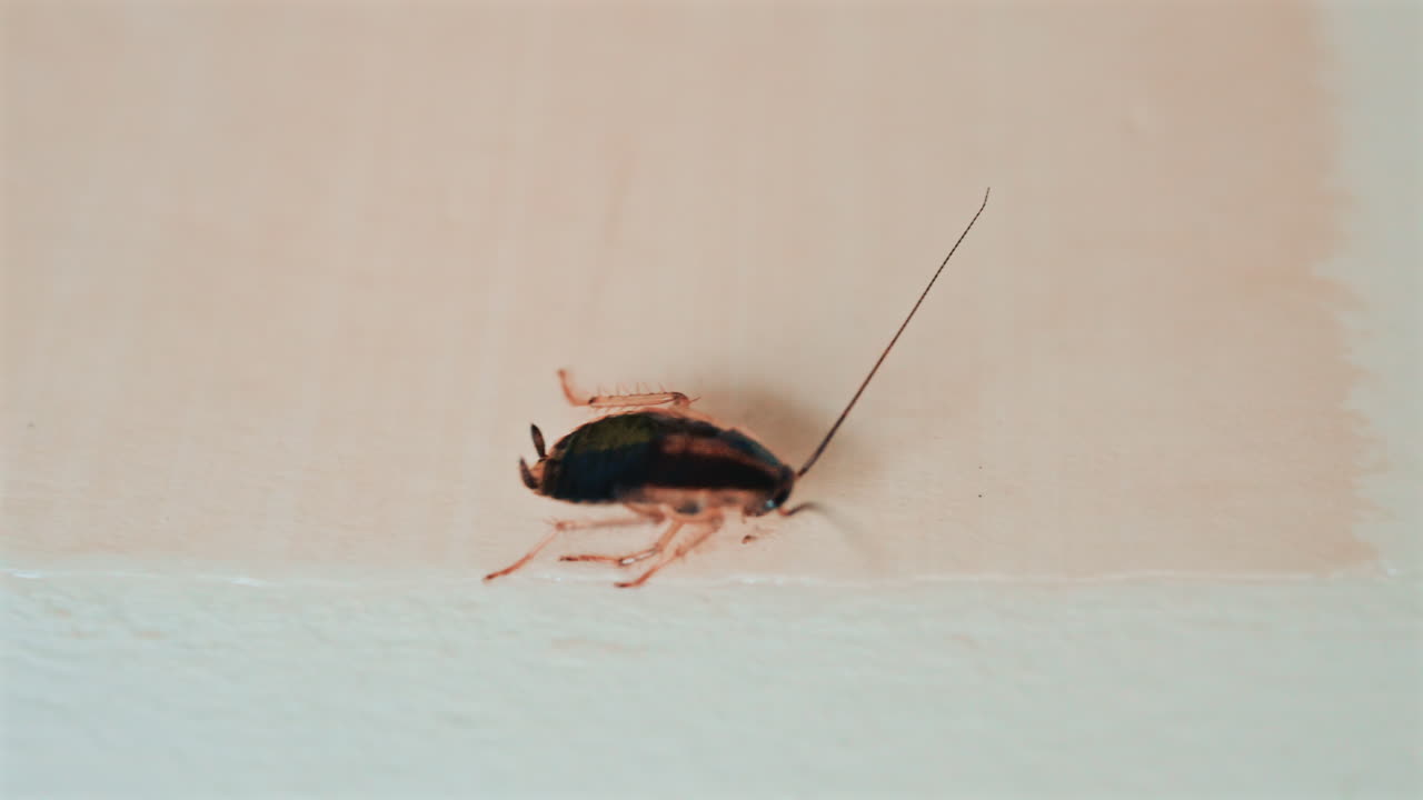 Close up of a small cockroach walking across a light colored surface