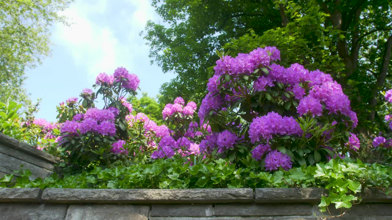 큰 보라색 꽃 꽃과 함께 공원에서 두 덤불