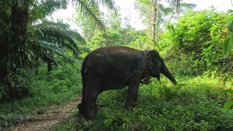 a solitary elephant walks in a lush forest