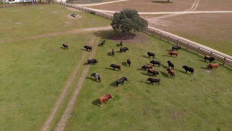 Encina-Y-Toros-En-Una-Granja,-Brotes-De-Drones