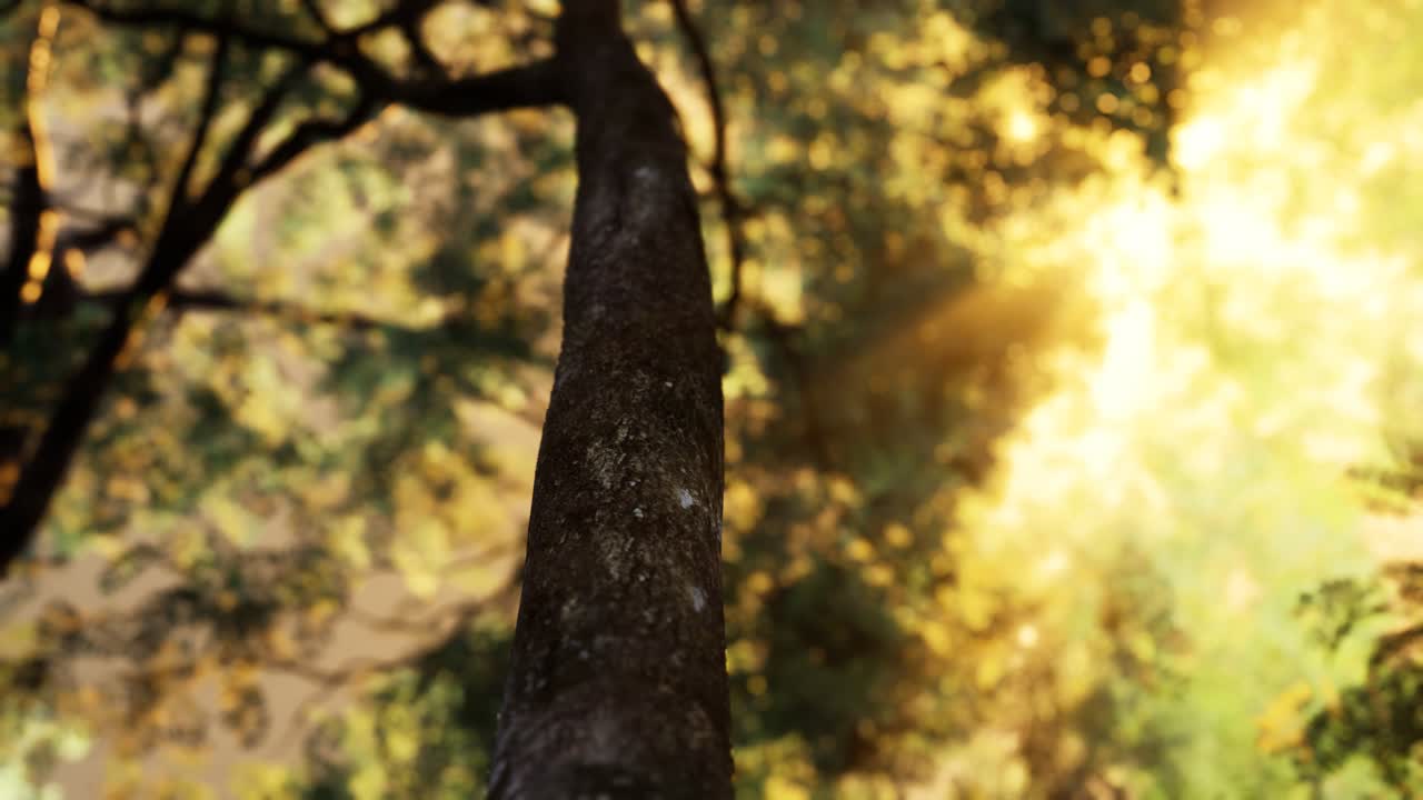 이른 아침 에 안개 가 가득 한 숲