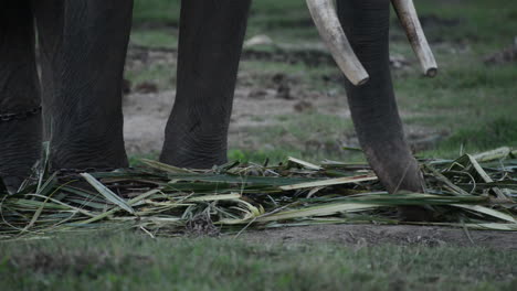 sumatran elephant uses trunk to eat bamboo branches, slow motion close up