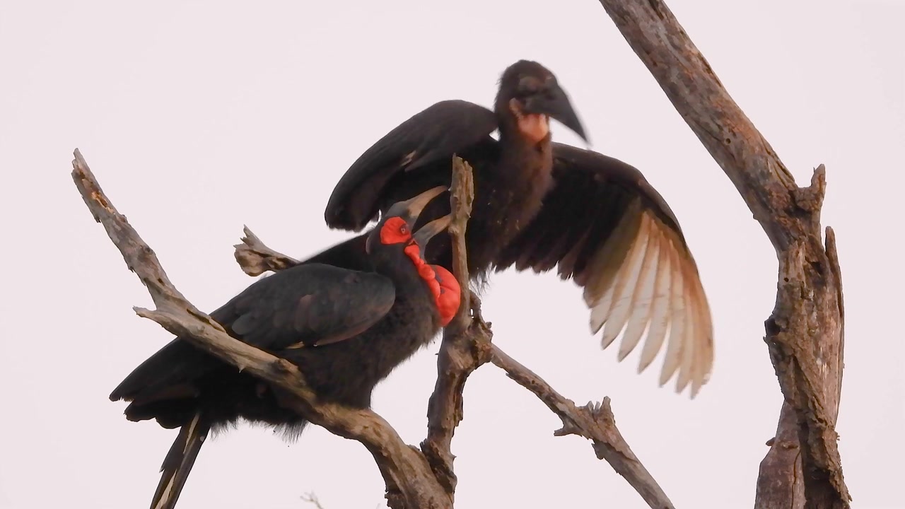Une paire de calaos terrestres du Sud perchés sur une branche au Parc National Kruger, Afrique du Sud, présentant leurs marques faciales rouges saisissantes et leur comportement naturel dans la nature.
