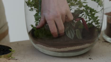 a young female botanist creates a small ecosystem in a glass terrarium and carefully puts moss into it - a live tiny environment concept close-up