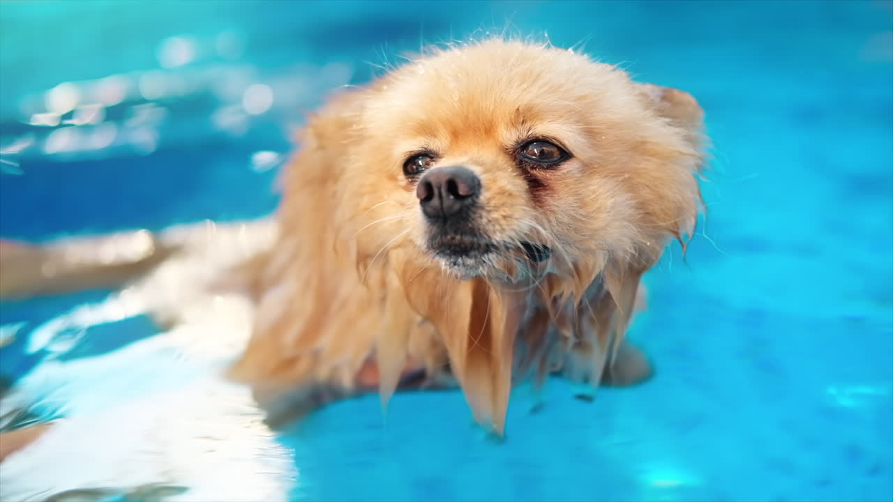 Pomeranian spitz dog swimming in a pool. Hot weather
