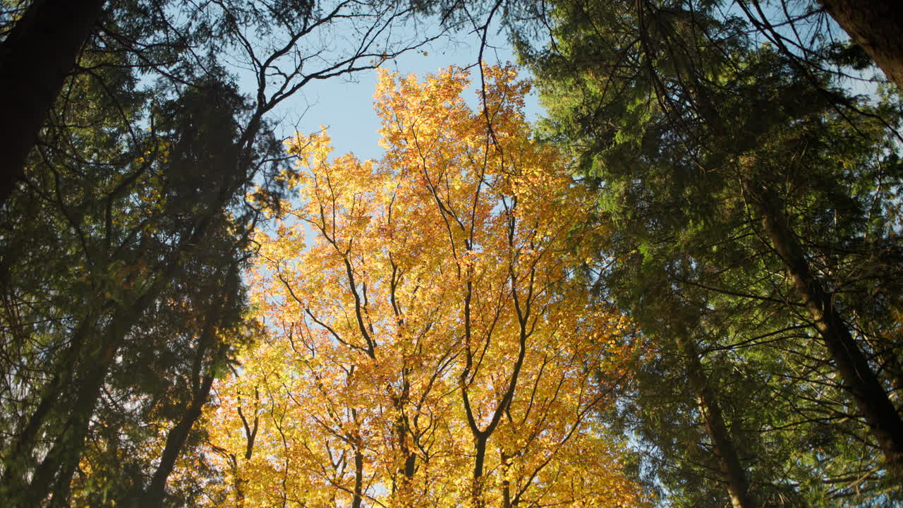 Beautiful tree with golden foliage standing in the middle of forest, surrounded by darker trees on a sunny autumn day