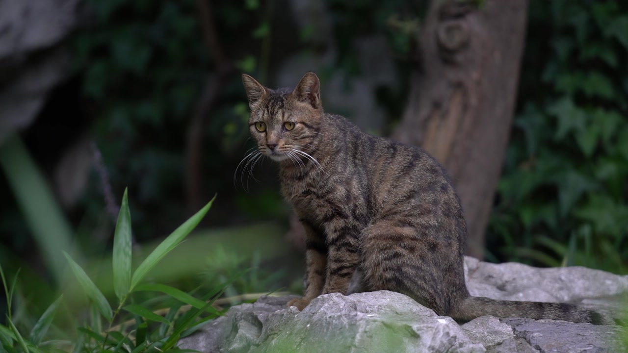 A Brown Tabby Shorthair Scratching Itself