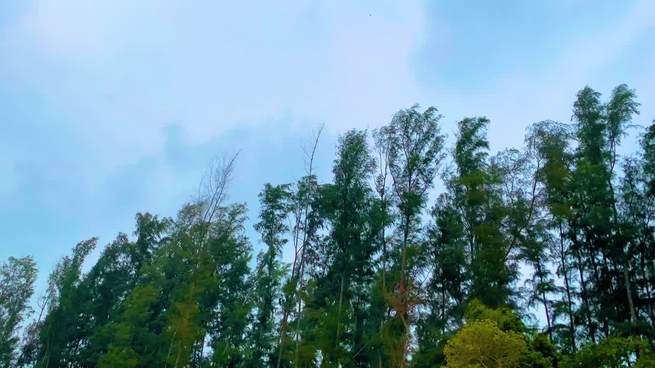 Lynstorm over Jhau Tree-skoven i Cox's Bazar, Bangladesh