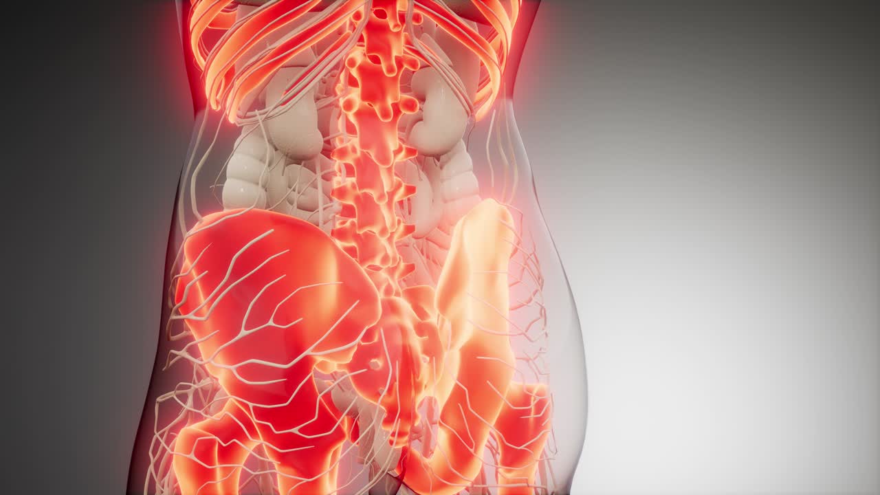 cuerpo humano transparente con huesos visibles