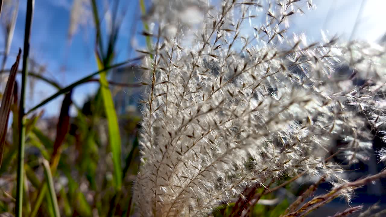 Close-Up of White Reed Grasses with a Soft Blue Sky in Background