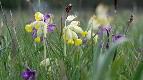 Wild-Yellow-Cowslip-flowers-and-purple-coloured-Orchids-blooming-in-a-wild-flower-meadow-in-Worcestershire,-England-amid-the-strong-green-meadow-grasses