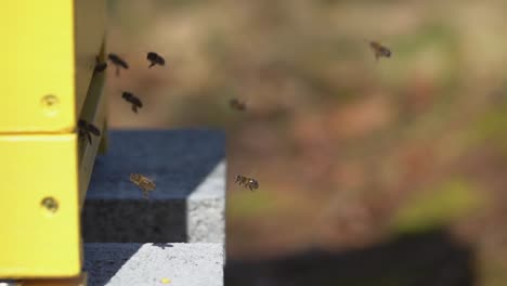 Wooden-Beehive-Apiary-with-flying-bees-during-sunlight-in-nature