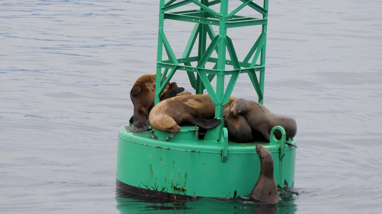 Steller Sea Lion trying to climb onto a navigational buoy, Sitka, Alaska.
