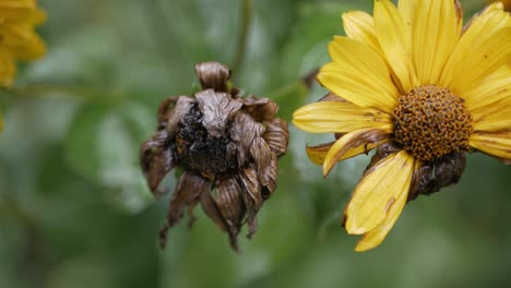 Überblähte,-Verblasste-Blume,-Das-Ende-Des-Sommers,-Nahaufnahme