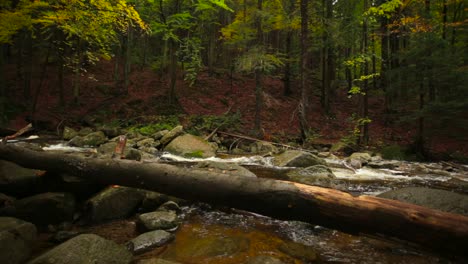 panning shot of a river flowing in the middle of an autumnal forest