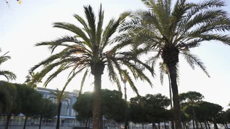 palm trees in urban park