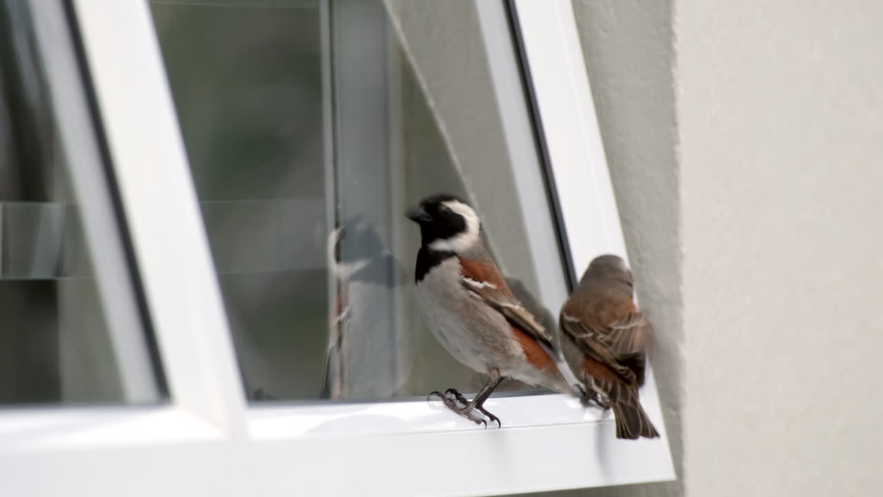 Cape Sparrow pair curiously interacts with their reflections mirrored in window