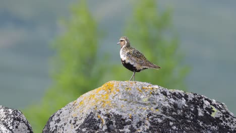 european golden plover (pluvialis apricaria), dovrefjell sunndalsfjella national park, norway.