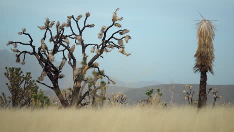 joshua tree national park, desert flora at mojave national preserve park, california wildfire aftermath, usa